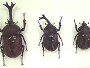 Ԃコ̊ېzԊق̓eʐ^1