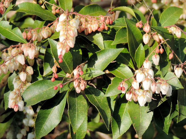 �n���؂̉ԍ炢��_��ڗ���