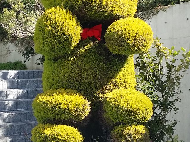 �����I�I�g�s�A���[_�W�H��������������E���킶�O���[����