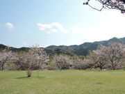 kaku̓cÂ݁E؂̉Ԃ̓eʐ^1