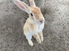 񂳂̋xɑ v쓇ւ̓eʐ^1