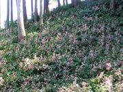 Ђ񂳂̞̃VEJChE̓eʐ^1