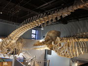 ͂Ȃ̌~ƊC̉Ȋwق̓eʐ^1