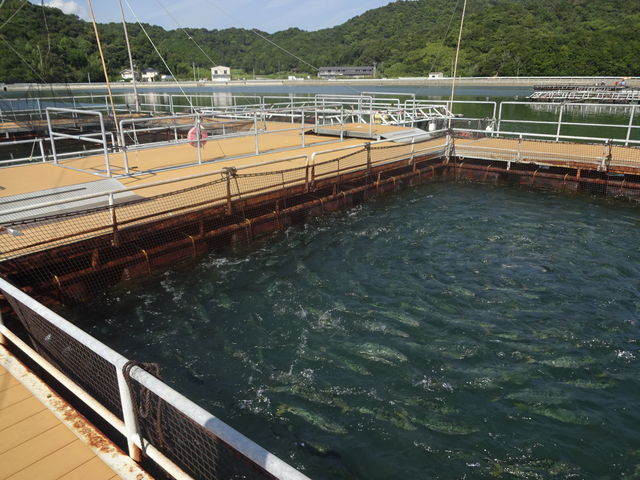 �n�}�`�̉�V_�̌��w�K�ك}�[�����b�R