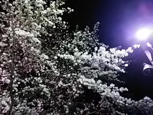 ���J�ł���_��t����