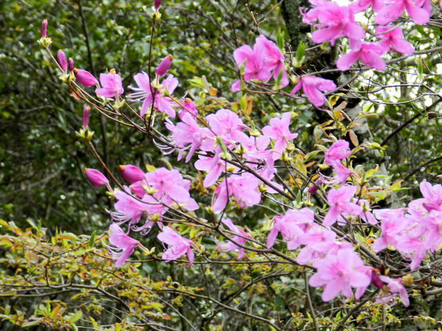 �~�c�o�c�c�W�̉Ԑ���_�_��R