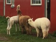 邩񂳂̂񑺂̓eʐ^1