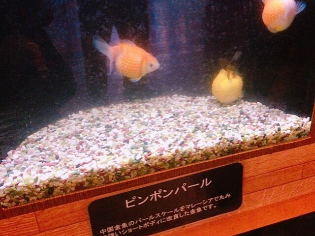 ���C�ɓ���̂�����_�����Ȍ���