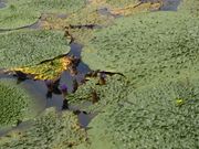 bq񂳂̃IjoX()̓eʐ^1