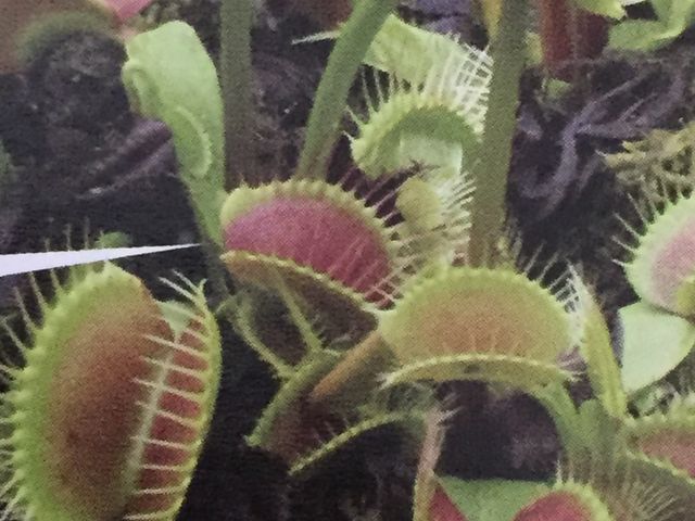 �炭�₱�̉Ԋ�_�炭�₱�̉Ԋ�