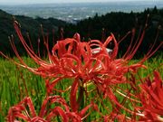 ߂˂̍]R̒Ic̔ފ݉Ԃ̓eʐ^1