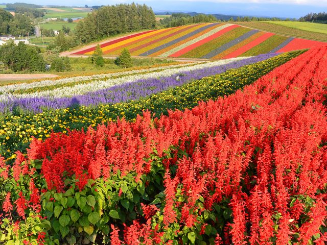 ���ꂢ�ȉԔ�_�l�G�ʂ̋u