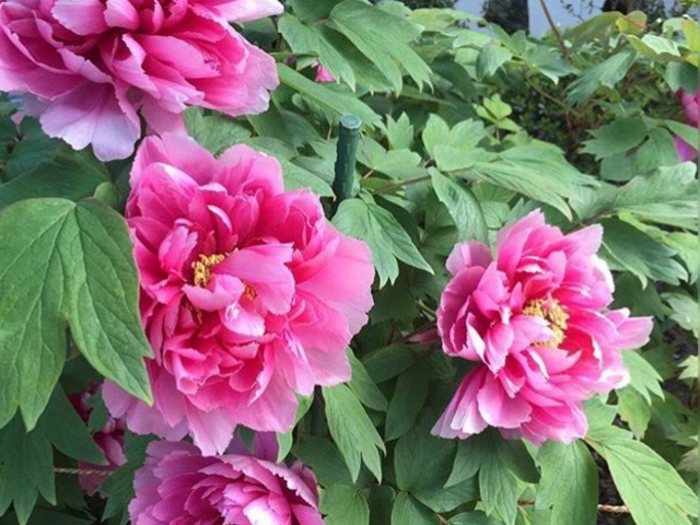 񂿂񂳂̖t@̂ڂ̓eʐ^1