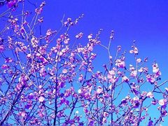 じんちゃんさんの石ケ谷公園の梅の投稿写真1