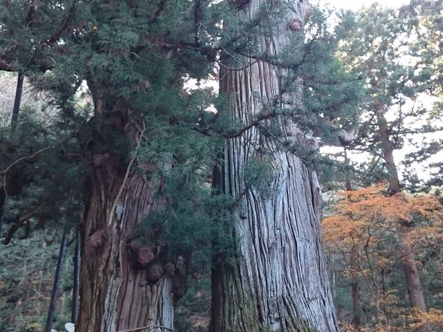 �t��_�����_�Ђ̋t��