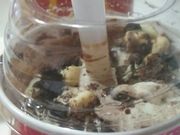 hS48̃}NhihޗǓoPuCIX̓eʐ^1