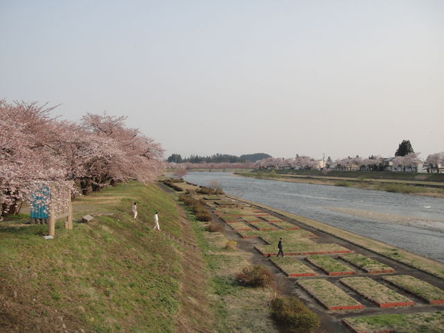 �O�ؓ��쉈���ɍ炫�ւ�\���C���V�m_�O�ؓ����̍�����