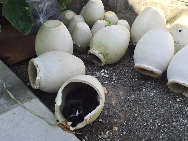 �l�R�����_�����K���X�H�[�@��