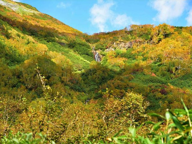 �~�Y�o�V���E�������猩������ł�_�̒r����