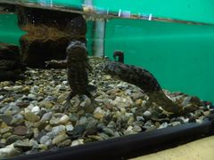 Ԗڎl\(Ԗڑꐅ)̎ʐ^2