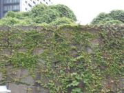 Ⴝ낤̍]ˏOxՂ̓eʐ^1