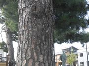 ڂ肳̑劁q̑̓eʐ^3