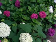 [̍H隬̃AWTC̓eʐ^1