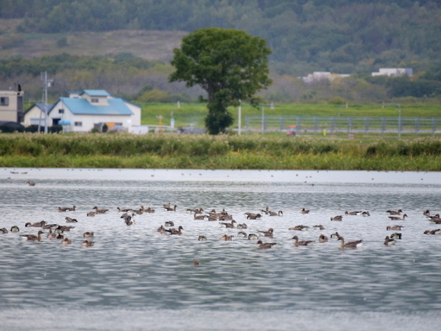 �{�����̃}�K��_�{����