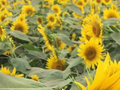 362529̍ԎsЂ܂蔨ւ̓eʐ^1