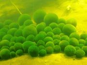 񂳂̃}Wώ@Z^[̓eʐ^1