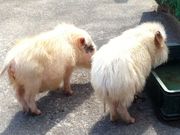 Ђł̗іqꕟ؂̗ƂƂL̓eʐ^1