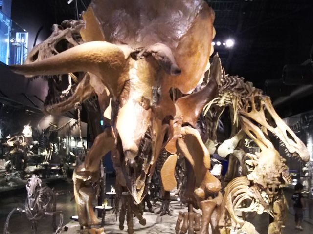 �g���P���g�v�X�̍��ł��B
�ƂĂ��傫�����͂�����܂����B_��D������������