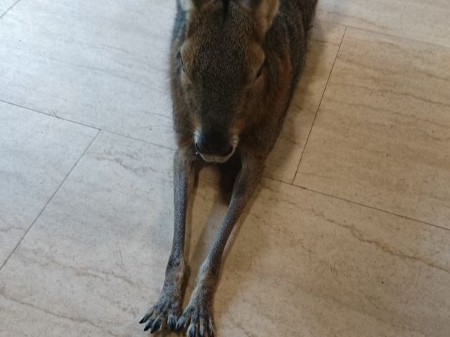 悭̊iDĂ܂_VێR}[Pbgv[X