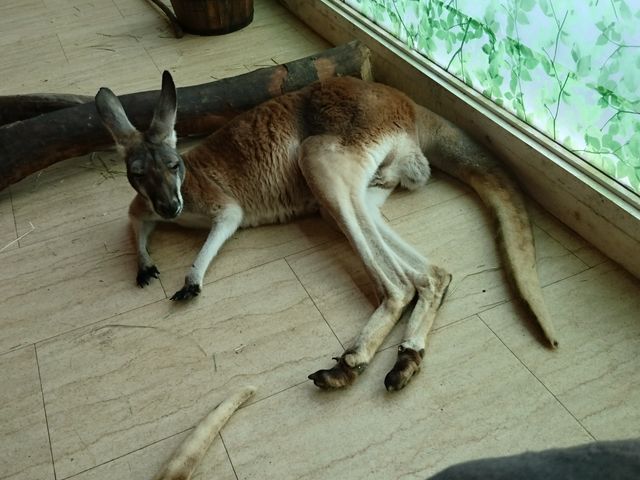 ƂĂ낢ł܂_VێR}[Pbgv[X