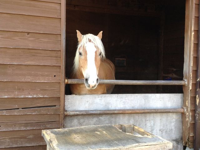 ���₩�Ȕn_�z�s�q���Y�t�@�[��