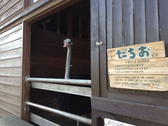 ���O�����킢���_�`���E_�z�s�q���Y�t�@�[��