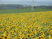 ̑󒬂̂Ђ܂蔨̓eʐ^1