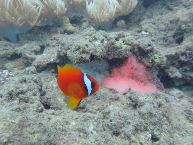 �N�}�m�~�ƃs���N�T���S_�g�b�v�}�����c�g