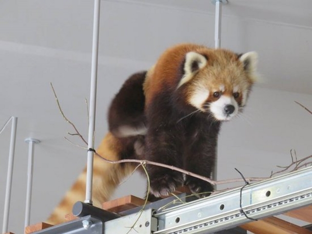 ���b�T�[�p���__�~�R������