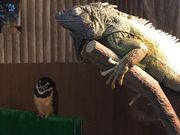 Ђ̓VێR}[Pbgv[X̓eʐ^1