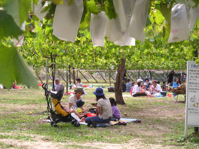 �Ԃǂ����_�K�ʉ�