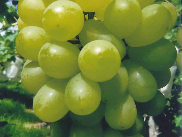 �V���C���}�X�J�b�g_�K�ʉ�