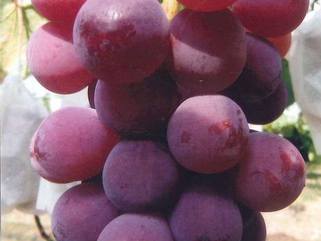 �N�C�[���j�[�i_�K�ʉ�