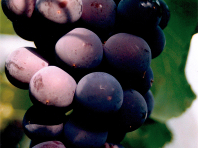 �s�I�[�l_�K�ʉ�