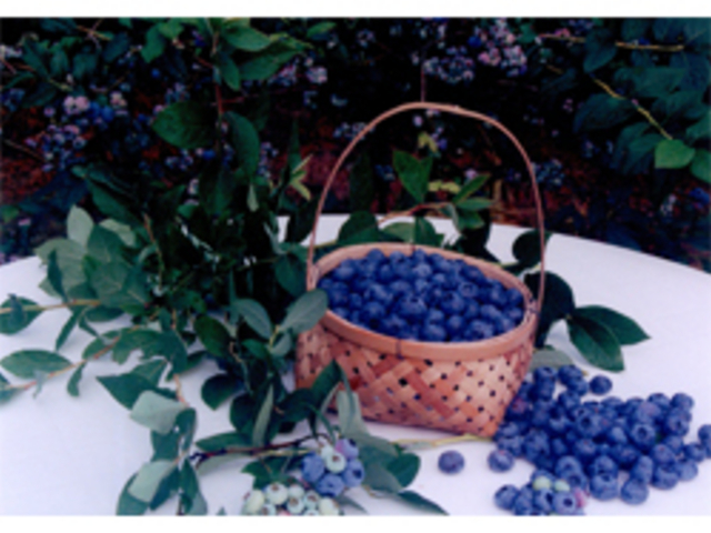 �u���[�x���[_�K�ʉ�