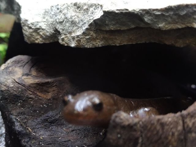 炵TVEEIɂo܂I_cܐ