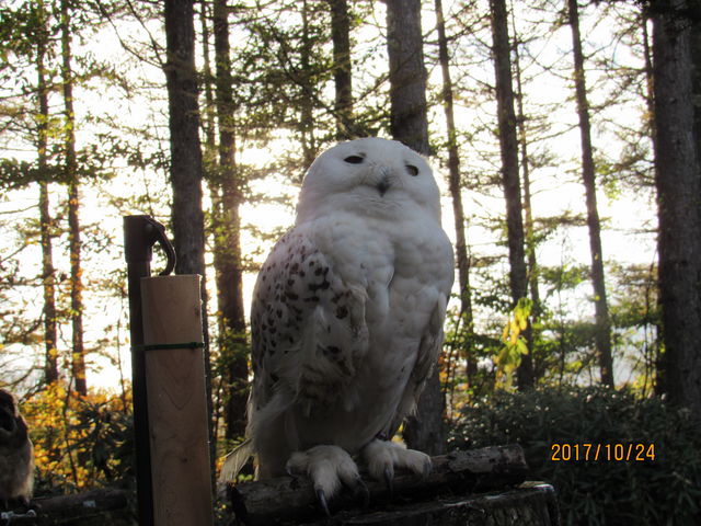 n[|b^ɂłĂ悤ȃtNEԋ߂_][gr̕t@~[h