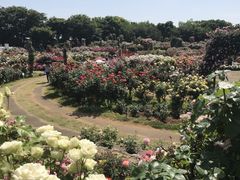 ���Ƃ�����̋����o�����ւ̓��e�ʐ^1