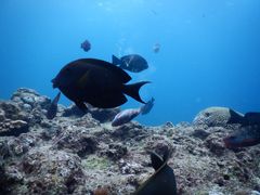 Ȃ񂳂̃}T[rXނʁ[ւ̓eʐ^1