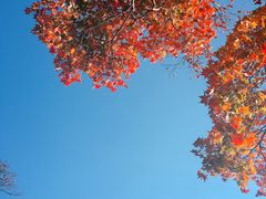 �̂Ԃ���������̏��c�}�������C�N�z�e���ւ̓��e�ʐ^1